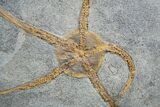 Large Starfish/Brittle Star Fossil From Morocco #1937-1